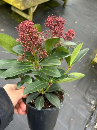 Skimmia j. 'Rubella' 1L - image 4