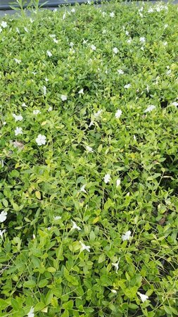 Vinca minor 'Gertrude Jekyll' 2L