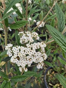 Viburnum 'Pragense' 25L