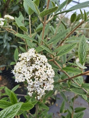 Viburnum 'Pragense' 25L - image 2