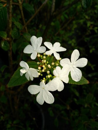 Viburnum plic. 'Summer Snowflake' 140-160 130L - image 1