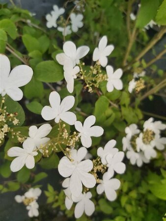 Viburnum plic. 'Summer Snowflake' 140-160 130L - image 2