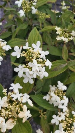 Viburnum plic. 'Summer Snowflake' 140-160 130L - image 3