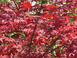 Acer pal. 'Atropurpureum' 5L - image 2