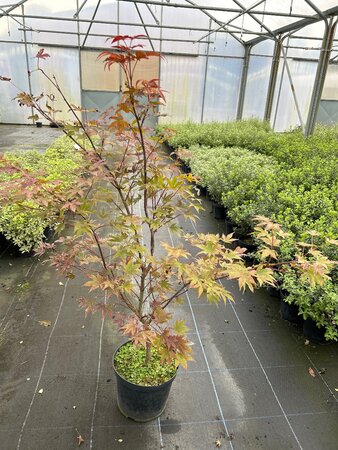 Acer pal. 'Atropurpureum' 5L - image 1