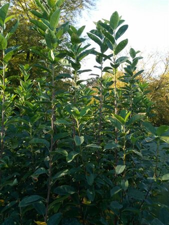 Amelanchier can. Rainbow Pillar 200-225 12L - image 1