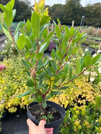 Arbutus unedo 'Compacta' 3L