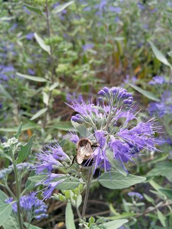 Caryopteris cland. 'Kew Blue' 3L