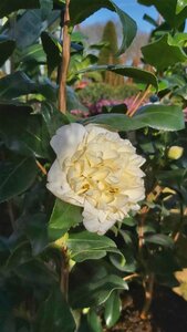 Camellia j. 'Brushfield's Yellow' 3L