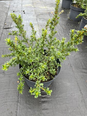 Ceanothus Blue Mound 10L