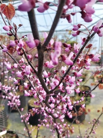 Cercis can. 'Forest Pansy' 175-200 25L