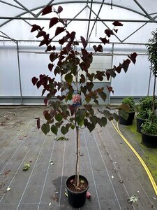 Cercis can. Red Force 200-225 12L