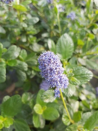 Ceanothus griseus Yankee Point 10L - image 1