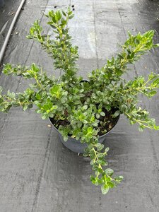 Ceanothus griseus Yankee Point 10L