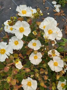 Cistus corboriensis 3L