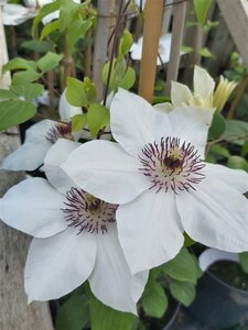 Clematis boulevard Ninon 90-100 3L - image 2