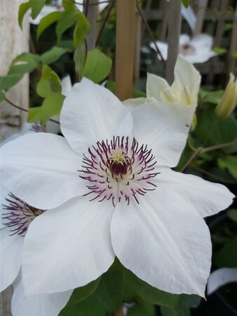 Clematis boulevard Ninon 90-100 3L - image 1