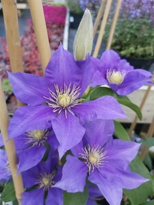 Clematis boulevard Olympia 90-100 3L