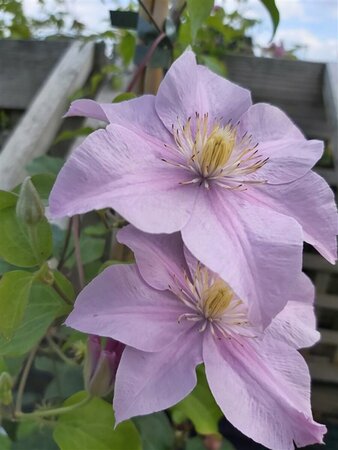 Clematis boulevard 'Pompeii' 90-100 3L - image 2