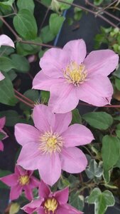 Clematis boulevard 'Pompeii' 90-100 3L - image 1