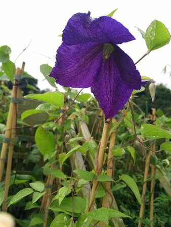 Clematis 'Jackmanii' 90-100 3L