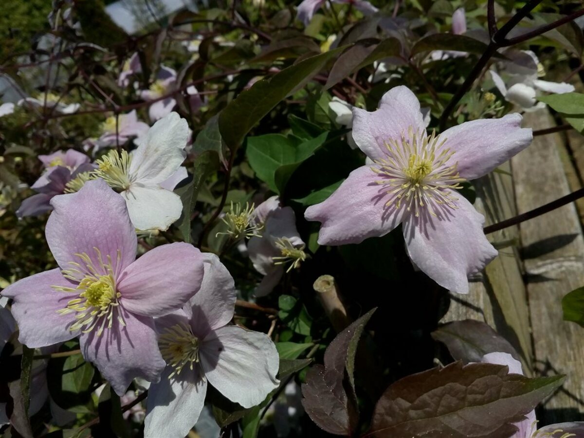 Clematis mont. rubens 90-100 3L - Van Arnhem Nursery