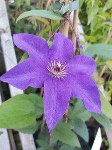 Clematis 'The President' 90-100 3L - image 2