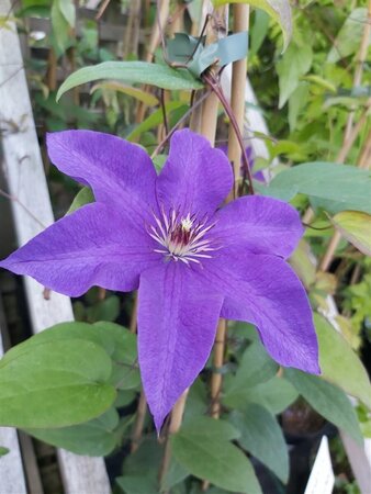 Clematis 'The President' 90-100 3L - image 1