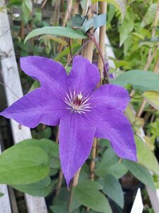 Clematis 'The President' 90-100 3L - image 1