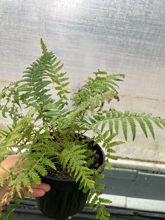 Dicksonia antarctica 3L