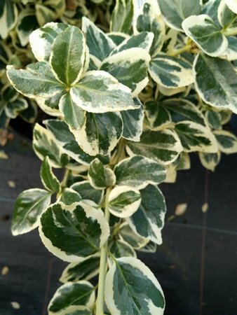 Euonymus fort. 'Silver Queen' 3L