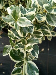 Euonymus fort. 'Silver Queen' 3L