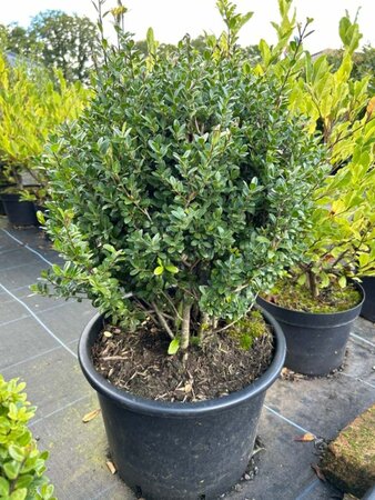 Ilex crenata 'Caroline Upright' 40cm Ball 20L