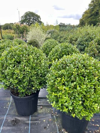 Ilex crenata 'Caroline Upright' 45cm Ball 25L