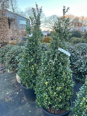 Ilex crenata 'Caroline Upright' 90-100 Cone 25L