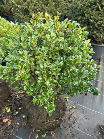 Ilex meserv. 'Heckenstar' 55-60CM Ball Root Ball