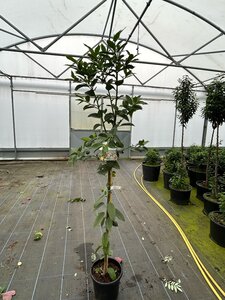 Ilex koehneana 'Chestnut Leaf' 200-225 12L