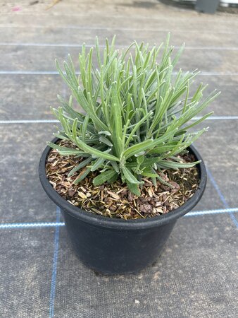 Lavandula ang. 'Munstead' 3L - image 5