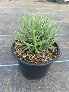 Lavandula ang. 'Munstead' 3L - image 5