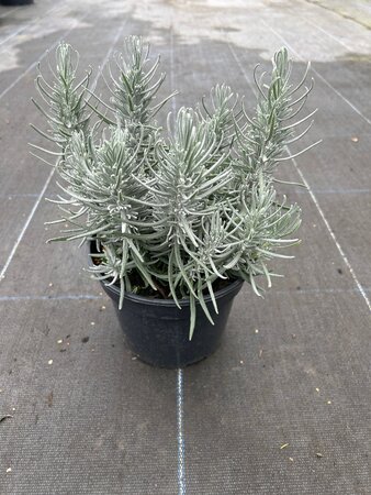 Lavandula ang. 'Munstead' 3L - image 3