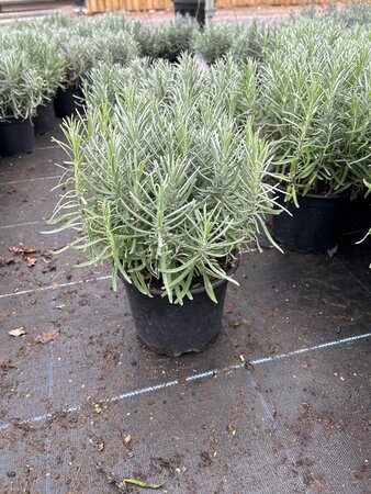 Lavandula ang. 'Munstead' 3L - image 4