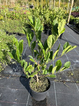 Magnolia stellata 3L - image 5