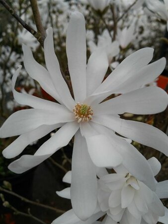 Magnolia stellata 3L - image 1