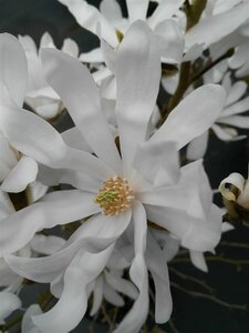 Magnolia stellata 3L - image 2