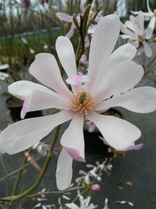 Magnolia stellata 3L - image 3