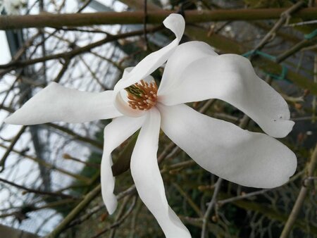 Magnolia stellata 3L - image 4