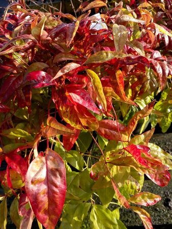 Nandina domestica 'Firepower' 3L - image 1