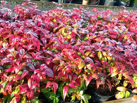 Nandina domestica 'Firepower' 3L - image 2