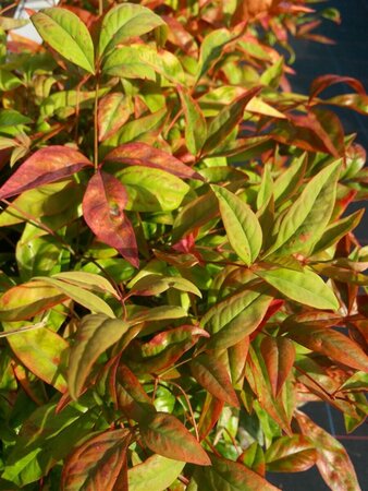 Nandina domestica 'Firepower' 3L - image 3