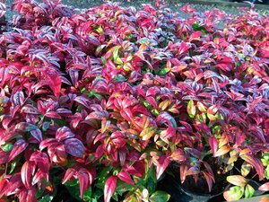 Nandina domestica 'Firepower' 3L - image 4